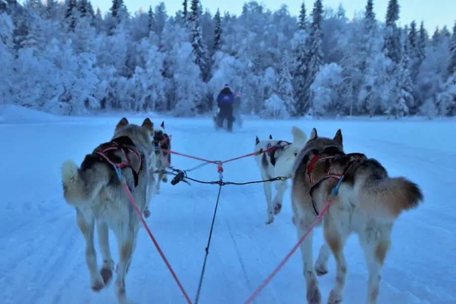 Day Trip To Lapland