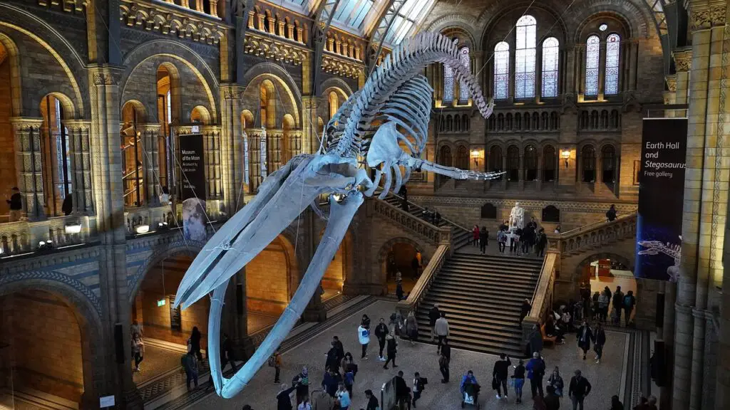 TOP 5 MUSEUMS IN LONDON TO VISIT : (Things Not to Miss)