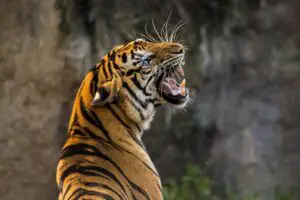Chattbir Zoo Chandigarh
